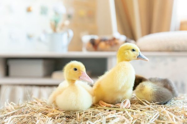 Comment porter des vêtements en velours côtelé en restant moderne et élégante?